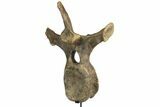 Triceratops Dorsal Vertebrae On Stand - North Dakota #77971-4